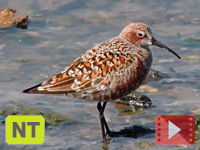 Curlew Sandpiper