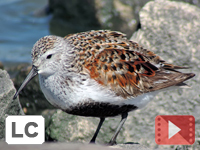 Dunlin