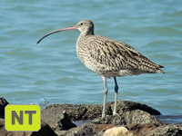 Eurasian Curlew