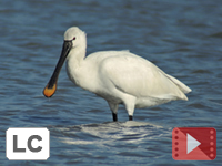 Eurasian Spoonbill