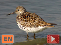 Great Knot