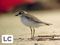 Greater Sand Plover
