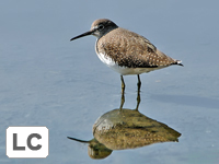 Green Sandpiper