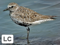 Grey Plover