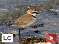 Kentish Plover