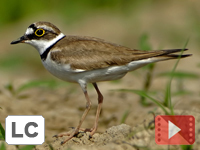 Little Ringed Plover