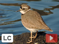 Long-billed Plover