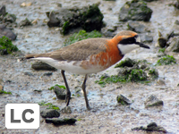 Siberian Sand Plover