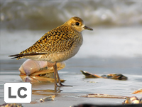 Pacific Golden Plover