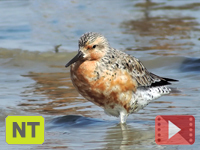 Red Knot