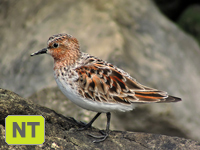 Red-necked Stint