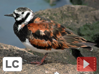 Ruddy Turnstone