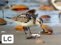 Sanderling