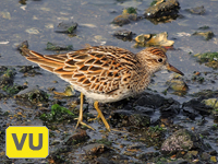 Sharp-tailed Sandpiper