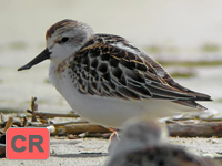 Spoon-billed Sandpiper