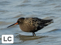 Spotted Redshank