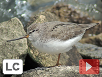 Terek Sandpiper