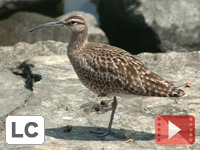 Whimbrel