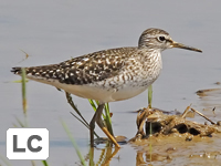 Wood Sandpiper