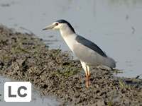 Black-crowned Night Heron