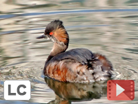 Little Grebe
