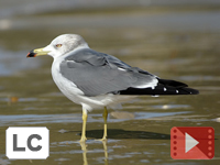 Black-tailed Gull