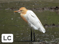Eastern Cattle Egret