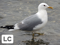 Common Gull