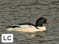 Common Merganser