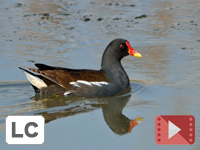Common Moorhen