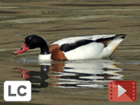 Common Shelduck