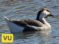 Domestic Swan Goose