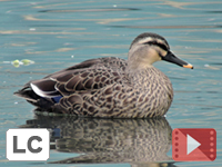 Eastern Spot-billed Duck