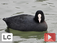 Eurasian Coot