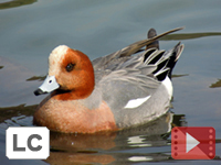 Eurasian Wigeon