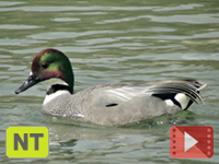 Falcated Teal