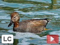 Gadwall