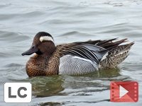Garganey