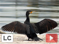 Great Cormorant