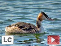 Great Crested Grebe