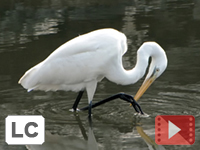 Great Egret