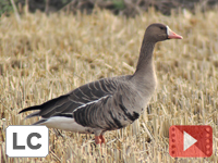 Little Goose