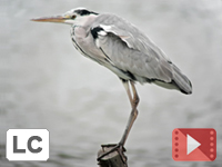 Grey Egret