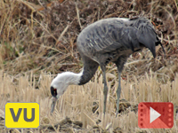 Little Crane