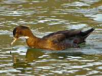 Muscovy Duck