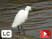 Little Egret