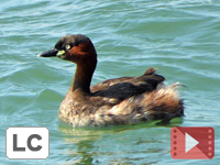 Little Grebe