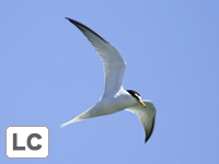 Little Tern