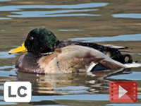 Mallard
