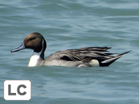 Northern Pintail